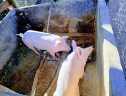 CHÁCARA DE 2.000 M² À VENDA  - PARÁ DE MINAS - MG
