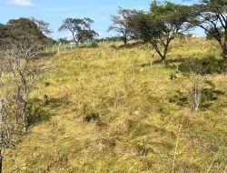 SÍTIO À VENDA - GORDURAS - PARÁ DE MINAS - MG