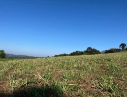 FAZENDA À VENDA - CAPOEIRA GRANDE - ONÇA DO PITANGUI - MG
