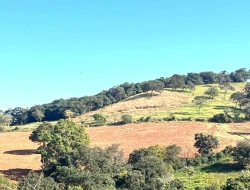FAZENDA À VENDA - CAPOEIRA GRANDE - ONÇA DO PITANGUI - MG