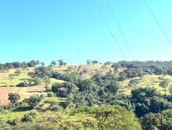 FAZENDA À VENDA - CAPOEIRA GRANDE - ONÇA DO PITANGUI - MG