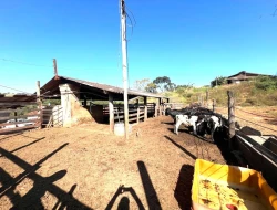 FAZENDA À VENDA - CAPOEIRA GRANDE - ONÇA DO PITANGUI - MG