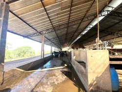 FAZENDA À VENDA - CAPOEIRA GRANDE - ONÇA DO PITANGUI - MG