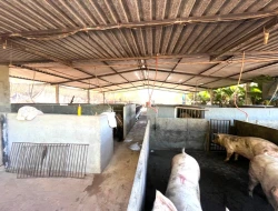 FAZENDA À VENDA - CAPOEIRA GRANDE - ONÇA DO PITANGUI - MG
