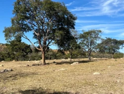 SÍTIO À VENDA EM SÃO JOSÉ DA VARGINHA – MG