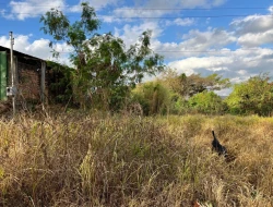LOTE BAIRRO NOVO HORIZONTE