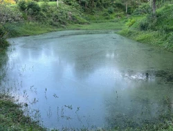SÍTIO EM PONTE DE TÁBUA - PARÁ DE MINAS - MG