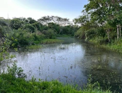 SÍTIO EM PONTE DE TÁBUA - PARÁ DE MINAS - MG