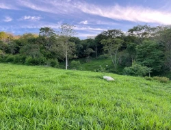 SÍTIO EM PONTE DE TÁBUA - PARÁ DE MINAS - MG