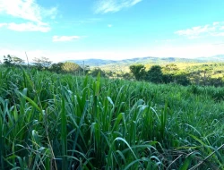 SÍTIO EM PONTE DE TÁBUA - PARÁ DE MINAS - MG
