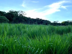 SÍTIO EM PONTE DE TÁBUA - PARÁ DE MINAS - MG