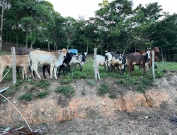 SÍTIO EM PONTE DE TÁBUA - PARÁ DE MINAS - MG