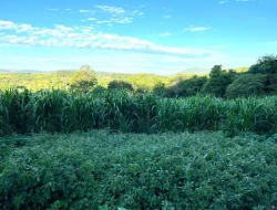 SÍTIO EM PONTE DE TÁBUA - PARÁ DE MINAS - MG